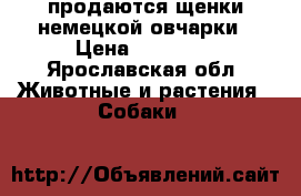 продаются щенки немецкой овчарки › Цена ­ 12 000 - Ярославская обл. Животные и растения » Собаки   